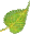 bodhi leaf